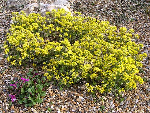 draba paysonii var. treleasei